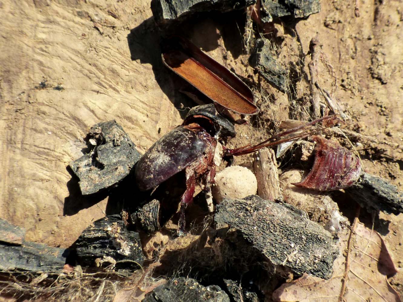Resti di coleotteri in una tela di Latrodectus tredecimguttatus